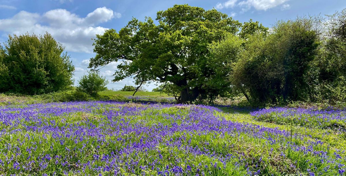 Image of Yew Point in spring with trees, sunny blue skies and purple flowers.