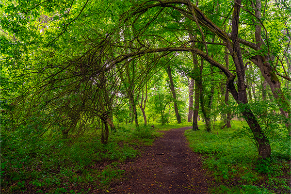 Woodland path winding through a lush green forest beneath arching tree branches that form a natural canopy overhead.